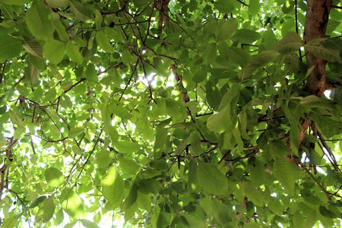 Imagine de stoc gratuită din arbore, arc, dedesubt
