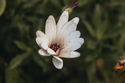 A white flower with a black center and yellow petals