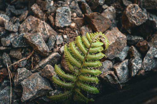 A fern plant growing on the ground