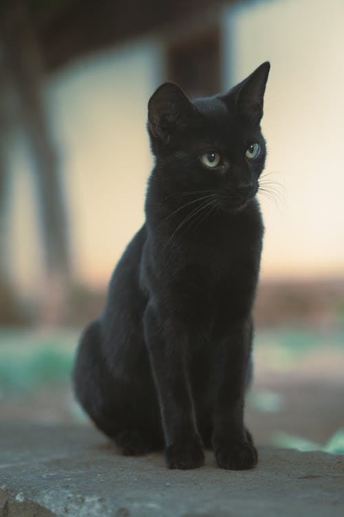 Fotobanka s bezplatnými fotkami na tému čierna mačka, domáce zviera, fúzy