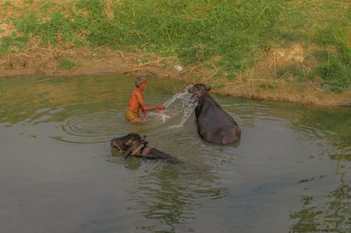 A man is bathing two cows in a river