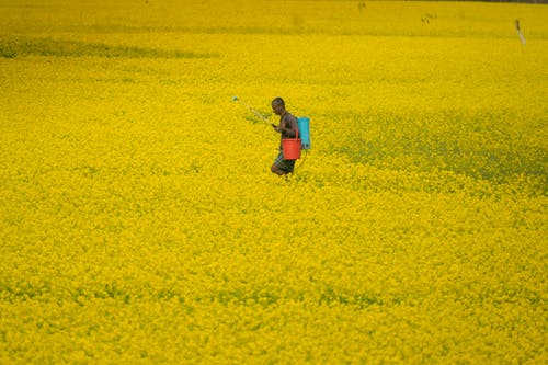 Kostnadsfri bild av afrikansk man, blommor, bondgård