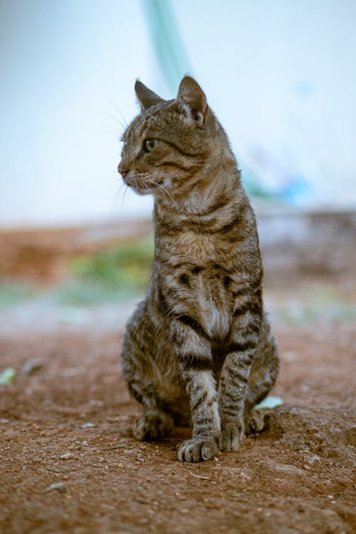 Cat Looking to His Side