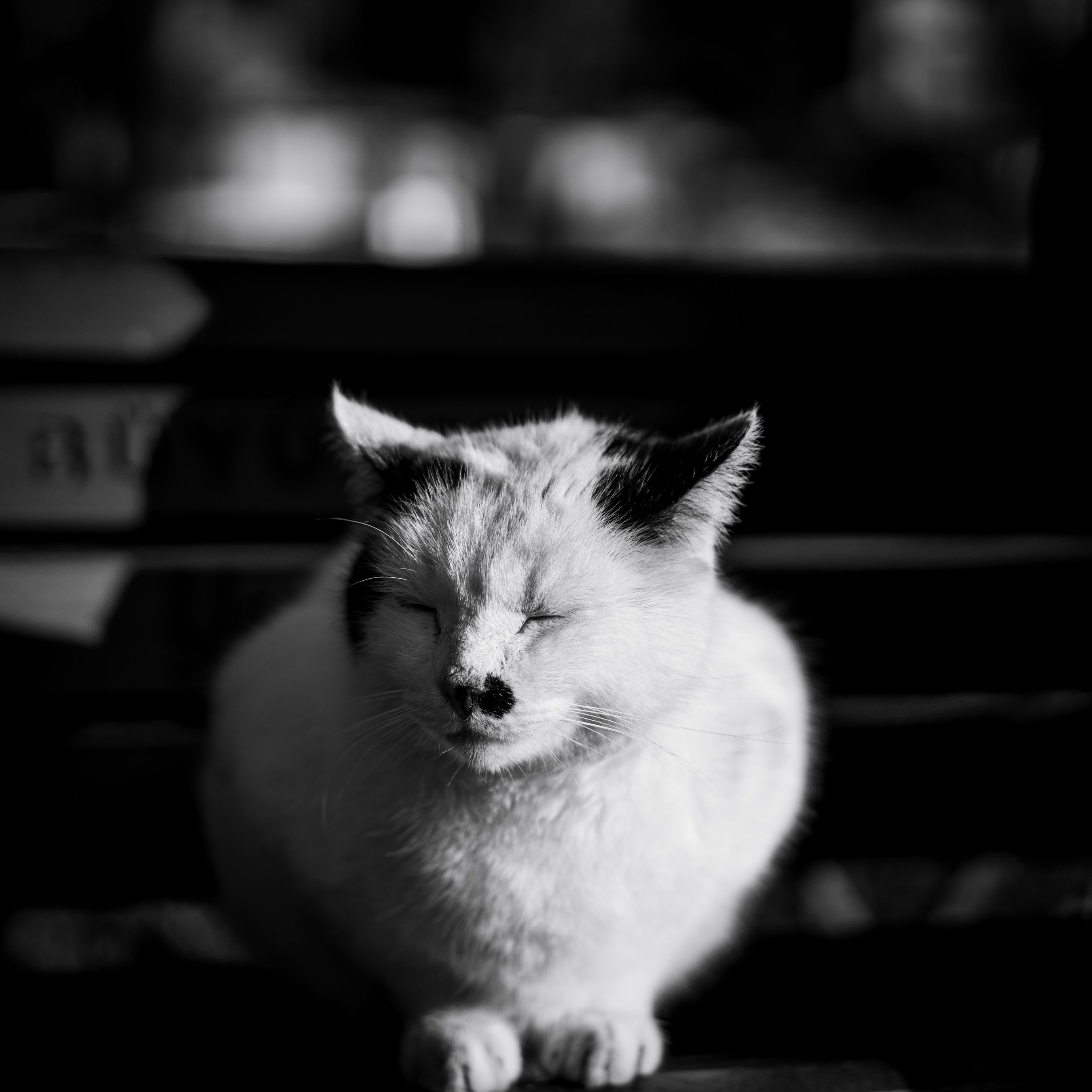 A peaceful black and white portrait of a cat with eyes closed, basking in sunlight.