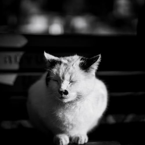 A black and white photo of a cat sitting on a bench