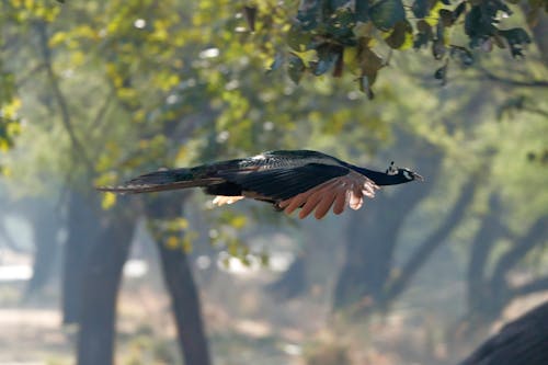 Flying Peafowl 