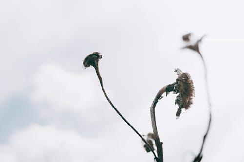 A close up of a dead plant with a cloudy sky