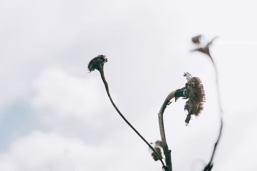 Free Close-up of dried sunflowers against a cloudy sky, emphasizing decay and texture. Stock Photo