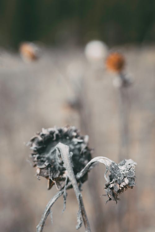 A close up of dried flowers in a field