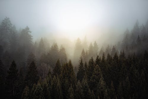 Photos gratuites de à feuilles persistantes, arbres, brouillard