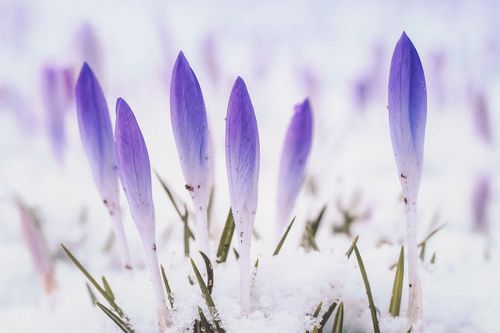 Free Close-up of purple crocuses emerging through winter snow, highlighting the beauty of early spring. Stock Photo
