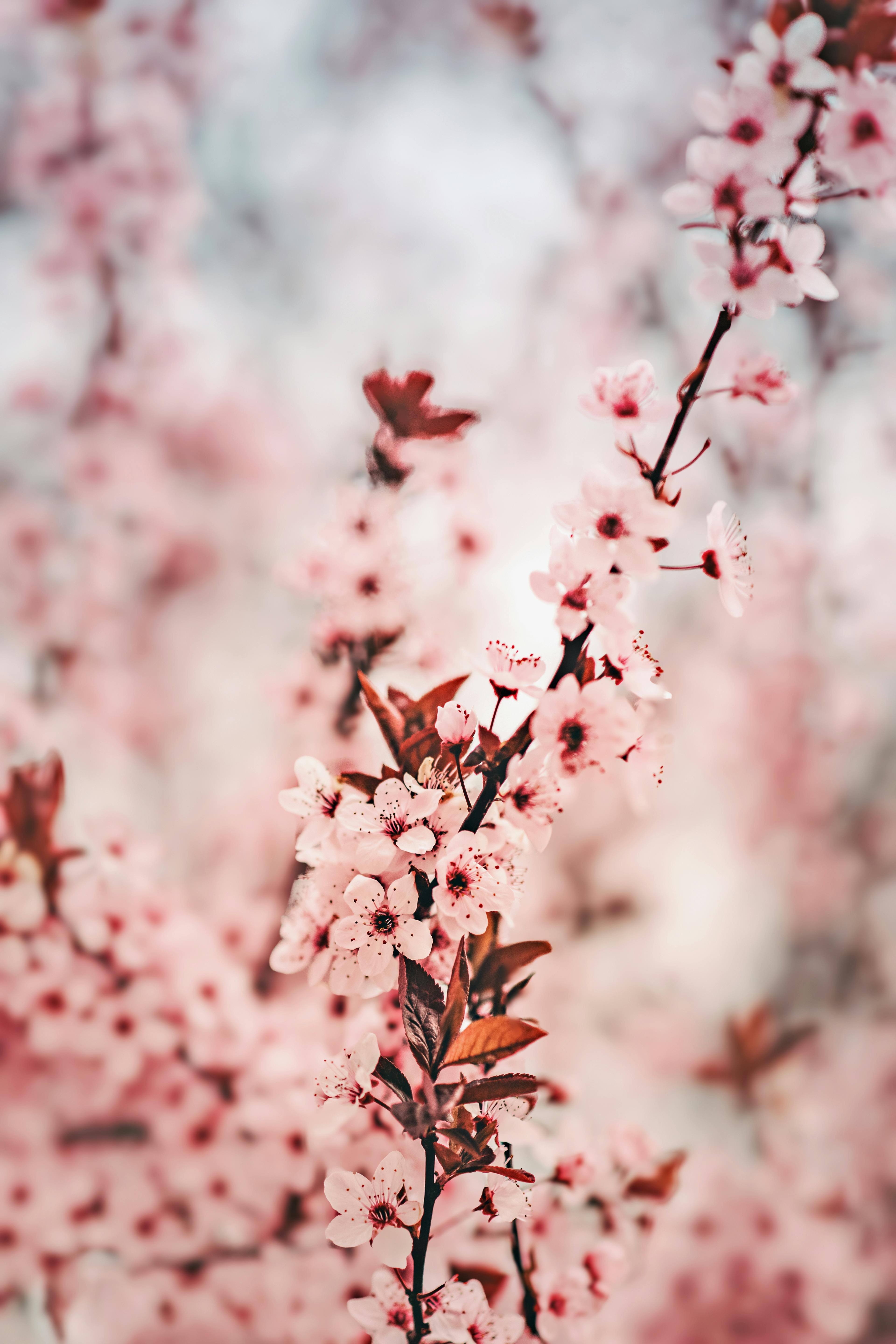 Delicate pink cherry blossoms on a tree branch in full spring bloom.