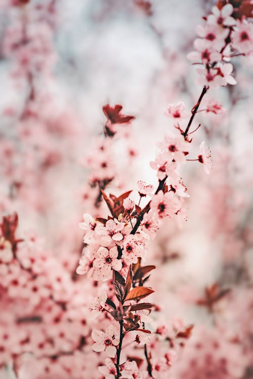 A pink cherry blossom tree with pink flowers