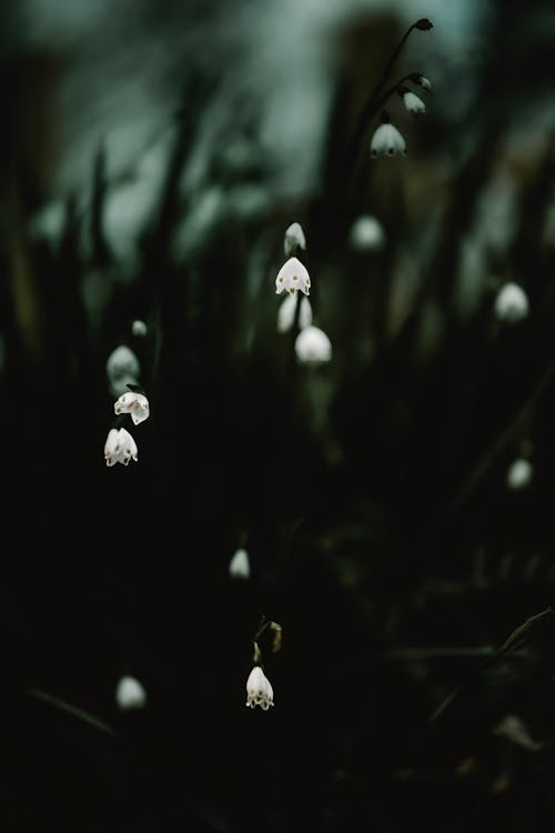 Kostenloses Stock Foto zu blumen, dunkel, flora