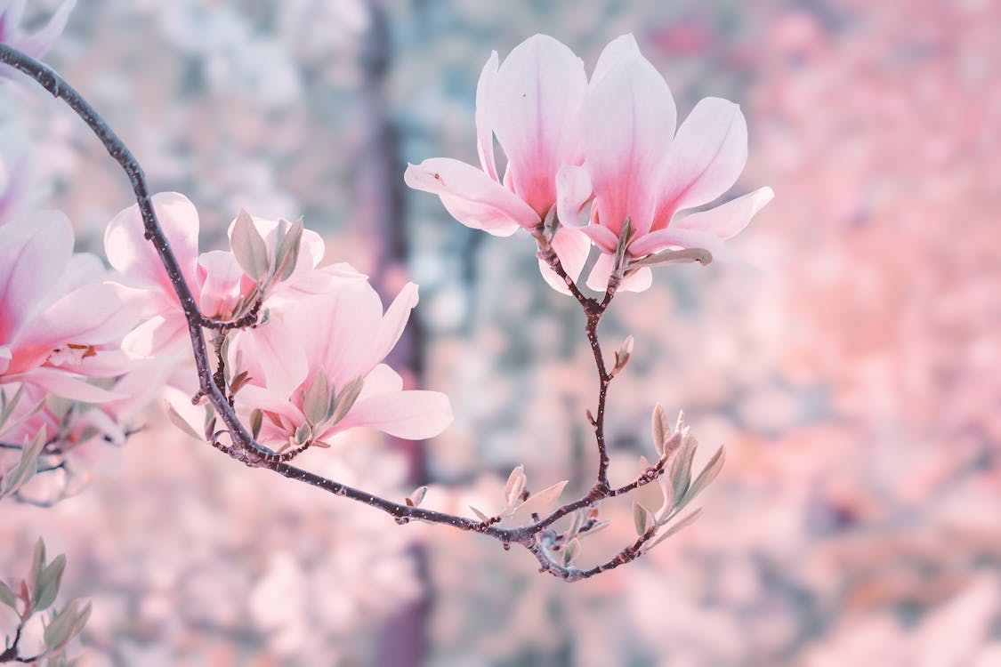 Pink flowers on a branch in front of a pink background