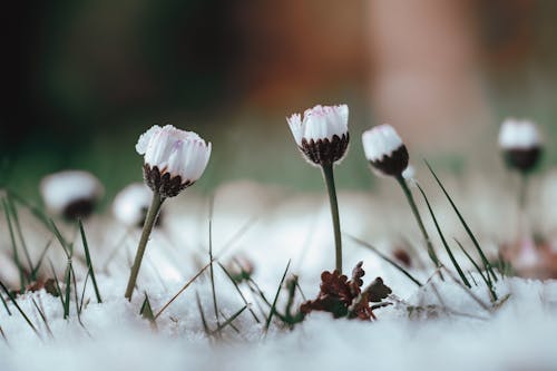 Three white flowers in the snow with grass