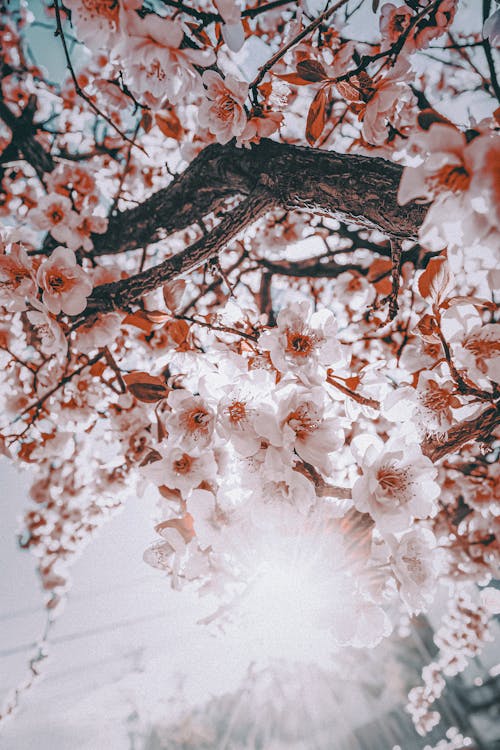 Cherry blossom tree in the sun