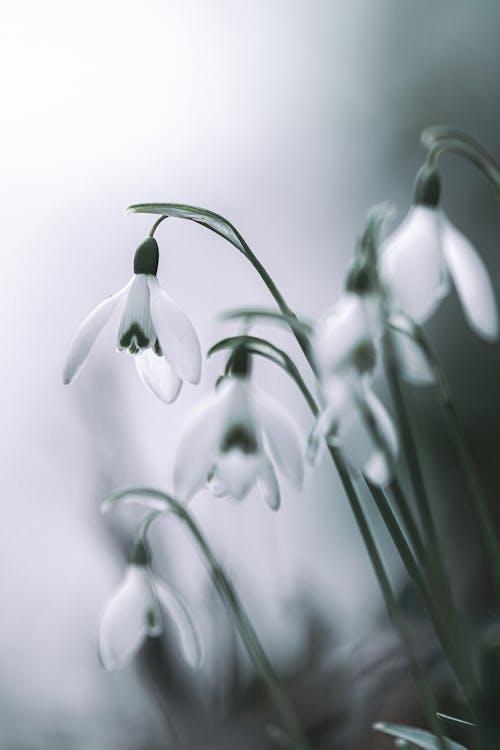 Kostnadsfri bild av blommor, flora, gråskale