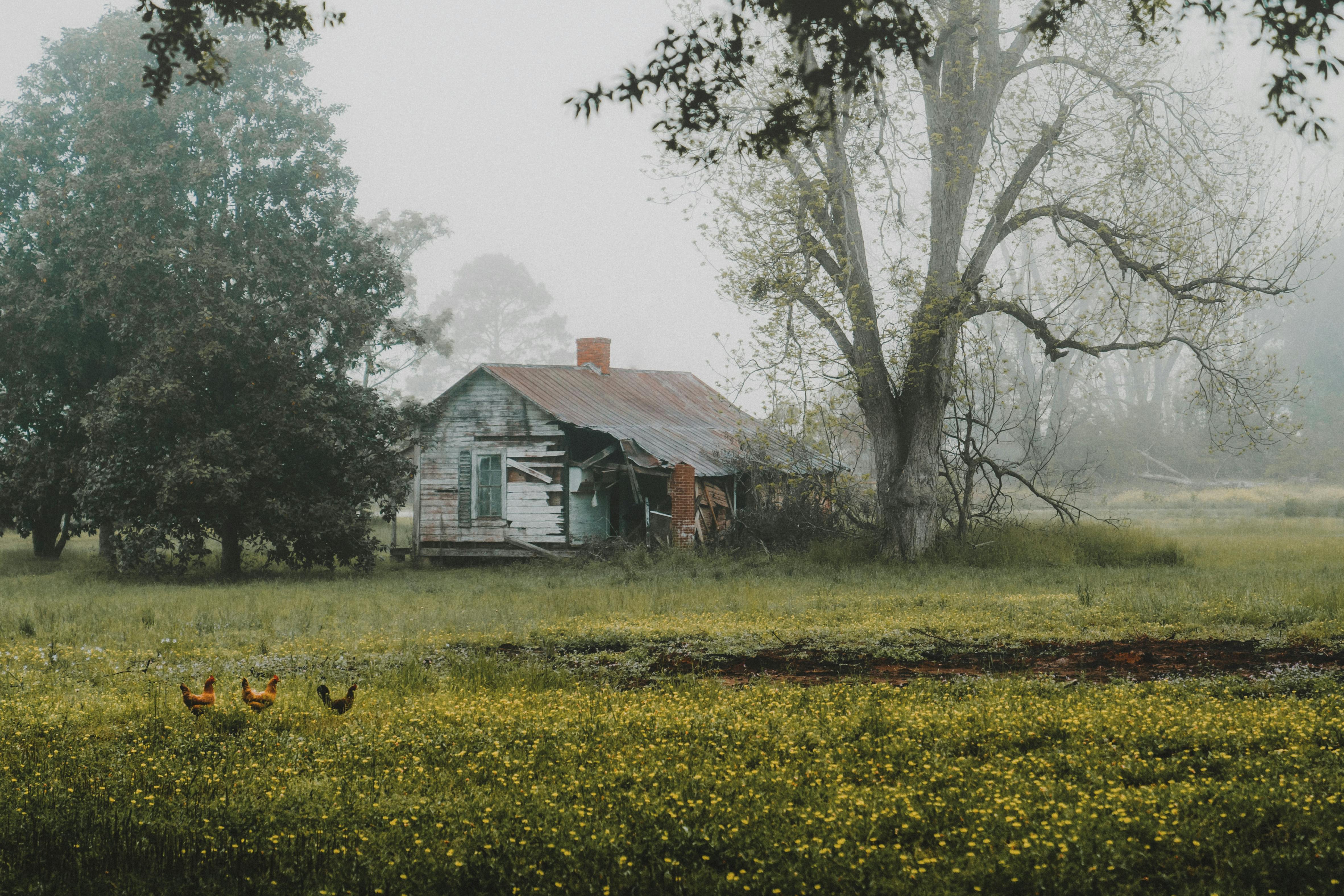 A serene misty rural scene with an abandoned house and chickens roaming in a meadow.