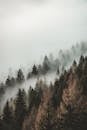 Cloud and Fog over Evergreen Forest