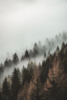 Aerial view of a misty evergreen forest enveloped in dense fog, capturing nature's serene beauty.