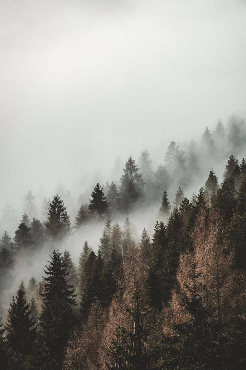 Aerial view of an evergreen forest under drifting fog, photo by eberhard grossgasteiger on Pexels