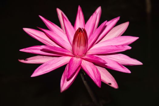 Close-up of a vibrant pink water lily flower in full bloom, showcasing its delicate petals.