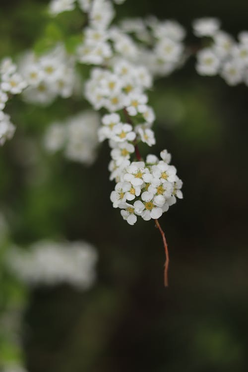 꽃, 꽃잎, 셀렉티브 포커스의 무료 스톡 사진