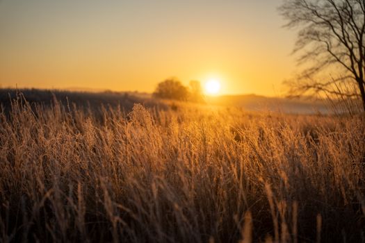 A breathtaking golden sunset over a rural meadow in West Newton, MN, United States.