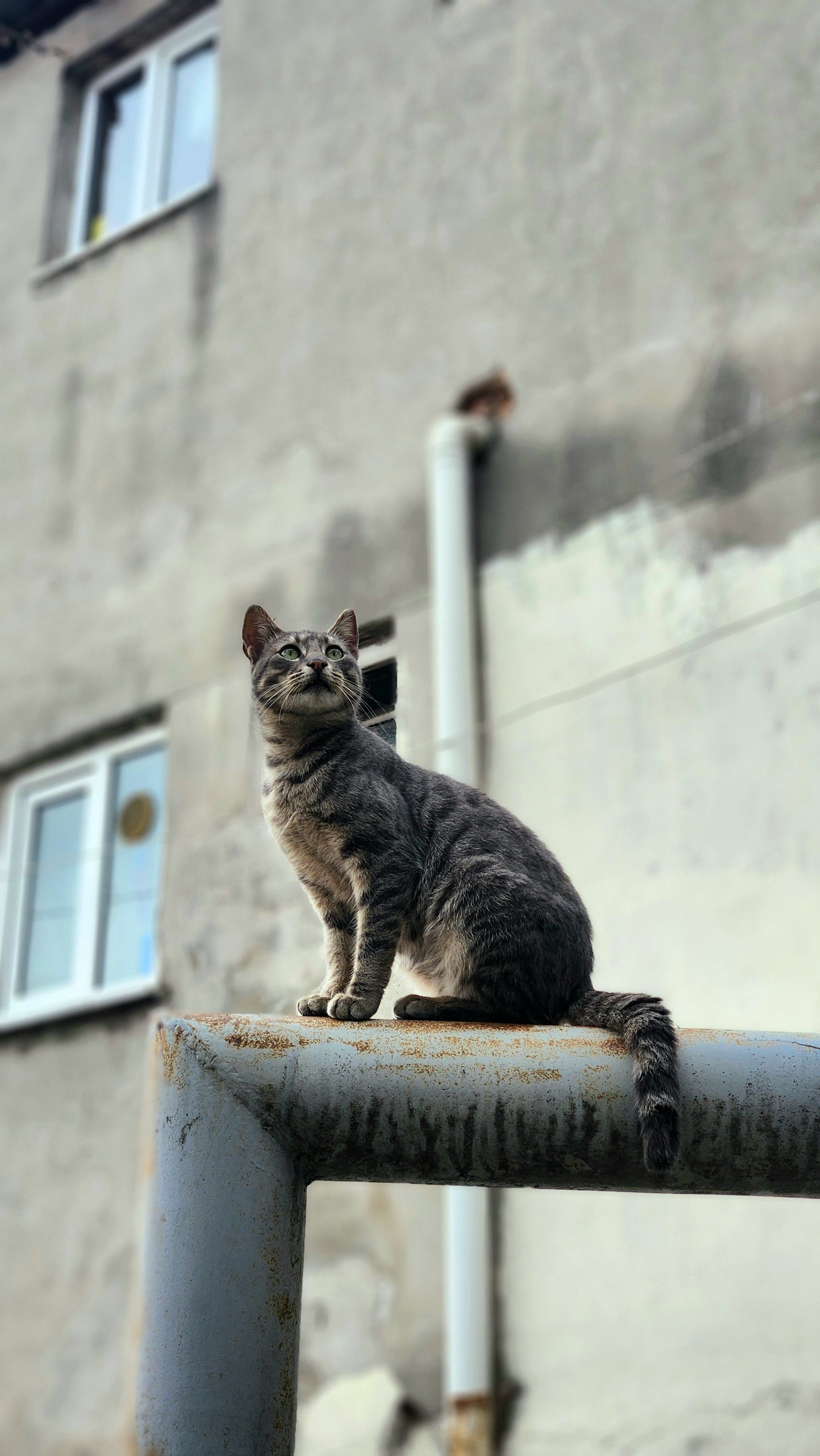 A cat perches on a rusty pipe against a textured urban building background.