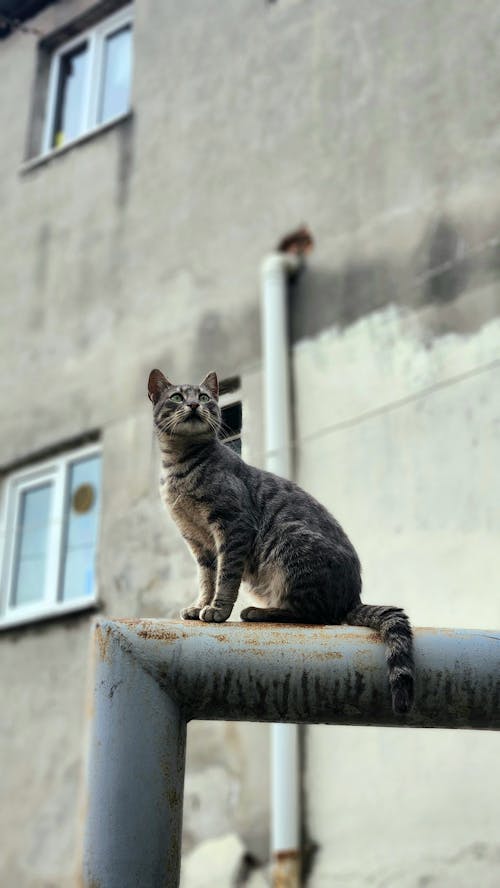 A cat sitting on top of a metal railing