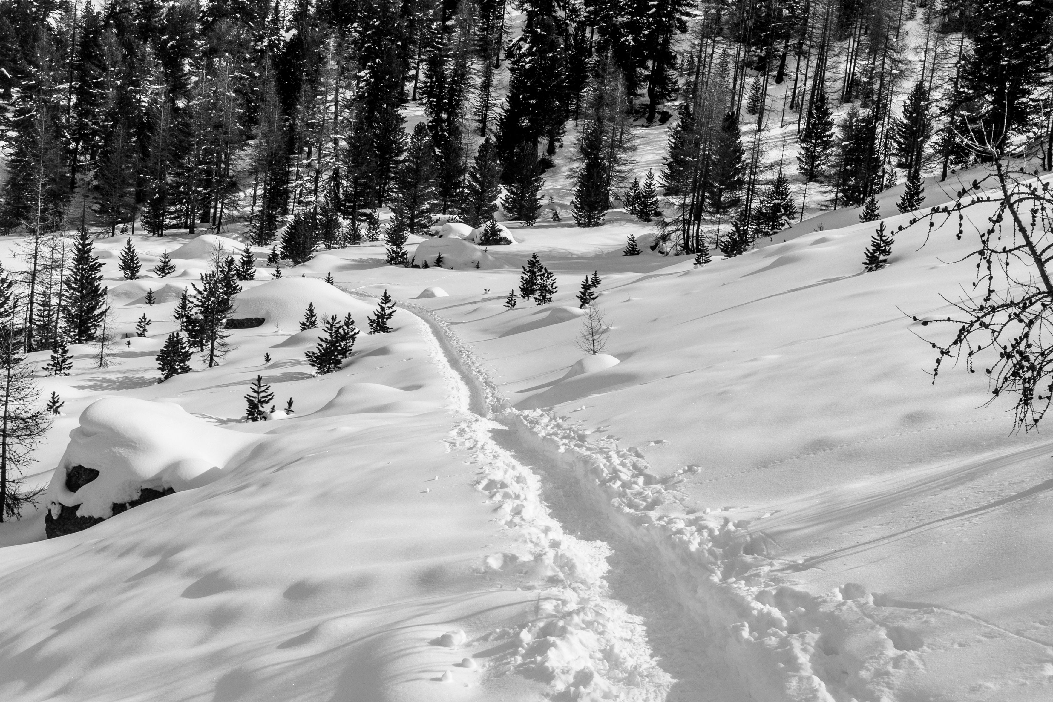 Snow in forest in winter free stock photo