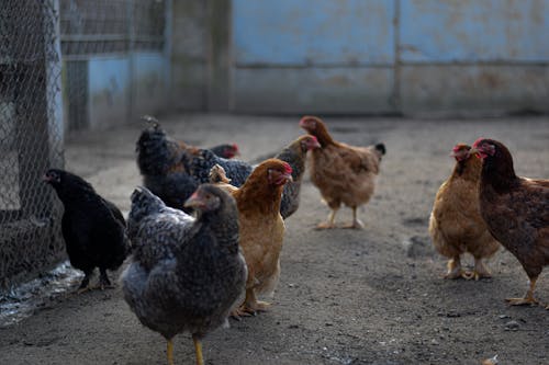 Fotobanka s bezplatnými fotkami na tému chov zvierat, dedinský, farma