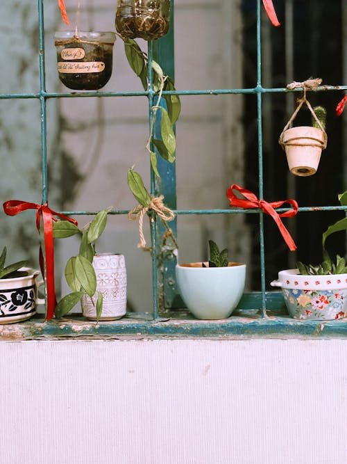 A window with plants hanging from it