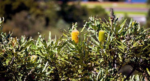 BANKSIA