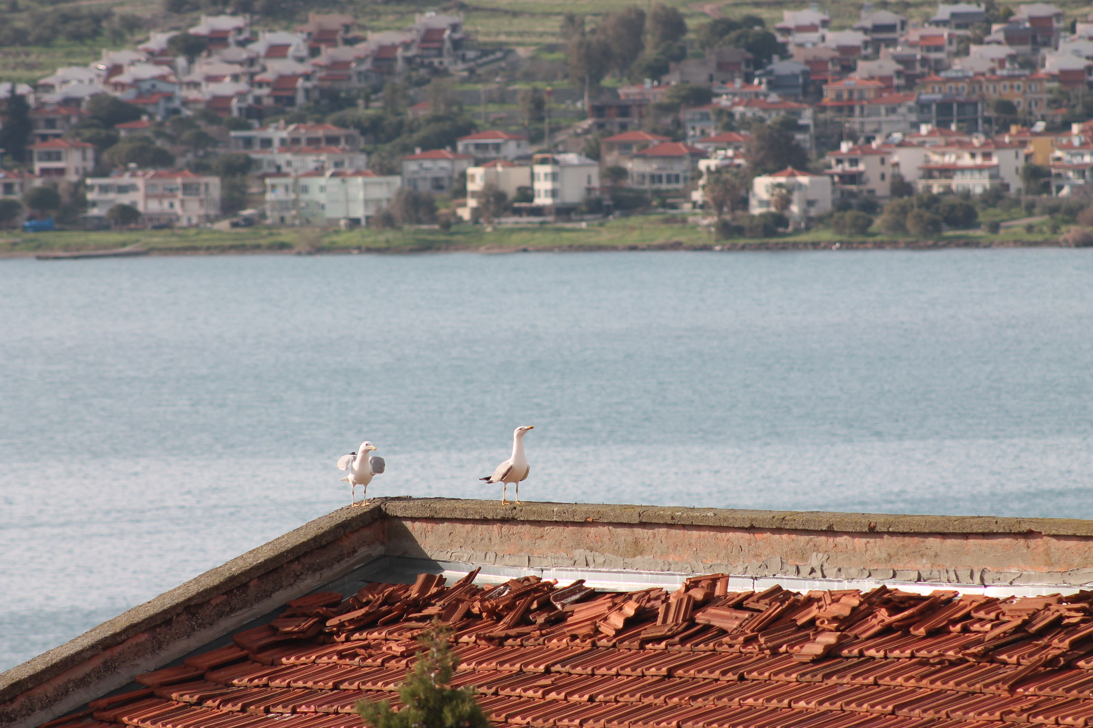 Two seagulls perched on a rooftop with a serene coastal town and river view in the background.