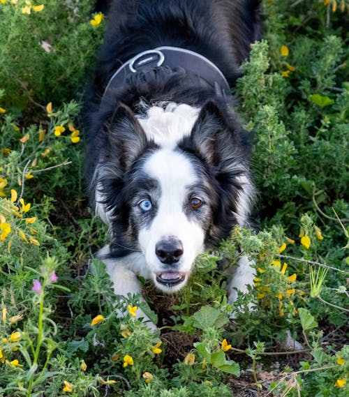 Gratis stockfoto met beest, blauw, gras