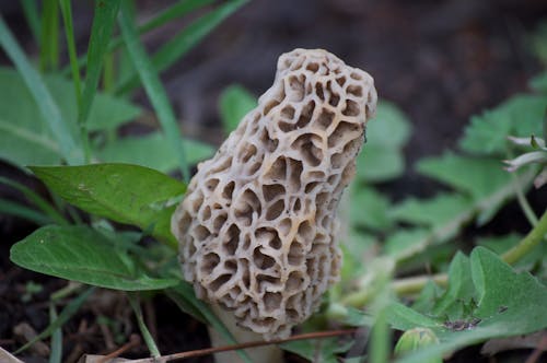 Fotobanka s bezplatnými fotkami na tému huba, molly moocher, morel