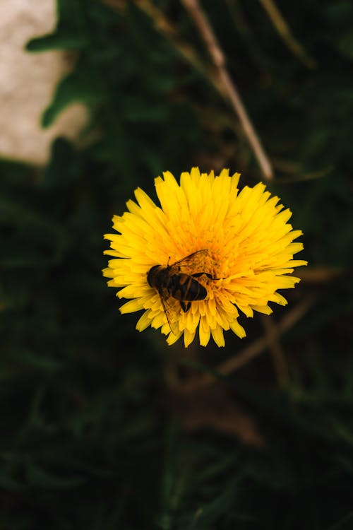 Kostenloses Stock Foto zu biene, blume, blütenblätter