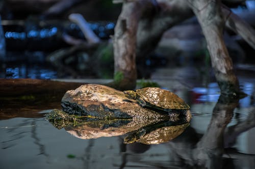 Základová fotografie zdarma na téma malovaná želva, metro parky, odrazy