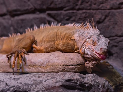 Kostnadsfri bild av djurfotografi, leguan, natur