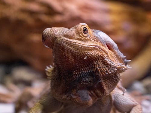 Δωρεάν στοκ φωτογραφιών με iguana, άγρια φύση, άγριος