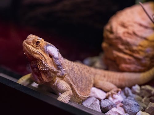 Iguana Lizard on an Exhibition 
