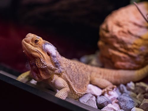 Foto d'estoc gratuïta de animal, balances, exhibició