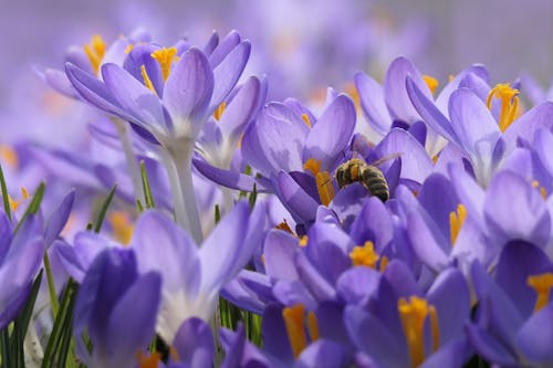 クロッカス, 春, 紫の無料の写真素材