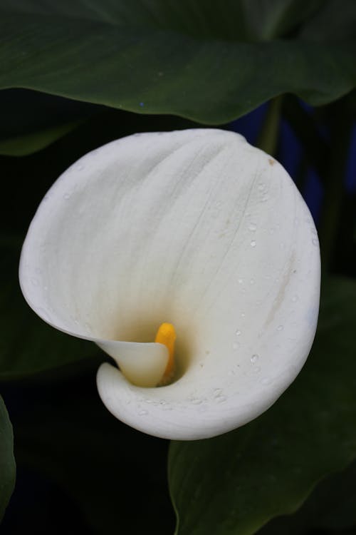 Imagine de stoc gratuită din floare albă, fotografie de aproape, macrofotografie