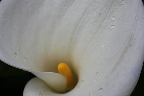 Imagine de stoc gratuită din floare albă, fotografie de aproape, macrofotografie