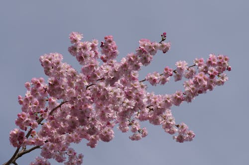 Fotos de stock gratuitas de cereza, enfoque selectivo, floraciones