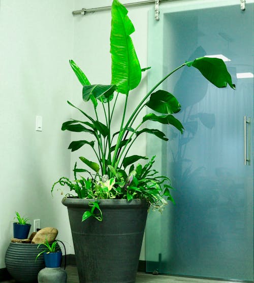Free stock photo of glass doors, green potted plant in office Stock Photo