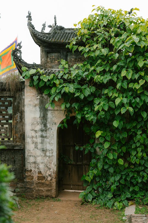 A small building with a green roof and vines